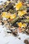 Natural  muesli  background with sunflower seeds. for horse. close up