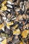 Natural  muesli  background with sunflower seeds. for horse. close up