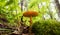 Natural mushroom under the cover of many fern leaves