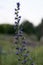 Natural nature beautiful wild multicolored flowers on a field in nature on a summer evening at sunset