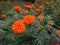 Natural nice Marigold flower in garden.