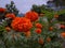 Natural nice Marigold flower in garden.