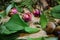 Natural Oak Acorn and Roses Drying , Herbal Botanical Craftsmanship Decorations.