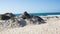 Natural, old and protected sand dunes on the atlantic western coast of Portugal, Peniche, Baleal