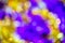 Natural optic violet-yellow lens blur abstract background