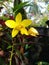 Natural orchid flower in sri lanka