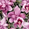 Natural orchid pattern