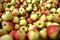 Natural Organic Apples in Bulk at Farmer Market