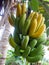 Natural Organic Mature and Ripe Bananas