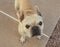 Natural outdoor portrait of a French Bulldog looking up