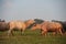 Natural overcast evening in the pasture buffalo