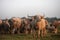 Natural overcast evening in the pasture buffalo