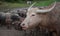 Natural overcast evening in the pasture buffalo