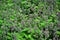 Natural overgrown Lamium purpureum
