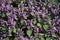 Natural overgrown Lamium purpureum