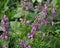 Natural overgrown nettle purple Lamium purpureum