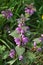 Natural overgrown nettle purple Lamium purpureum