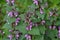Natural overgrown nettle purple Lamium purpureum