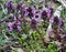 Natural overgrown purple nettle Lamium purpureum