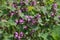 Natural overgrown purple nettle Lamium purpureum