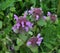 Natural overgrown purple nettle Lamium purpureum