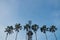 Natural Palm Tree and tower facing blue sky