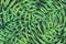 Natural Palmetto Leaf background design