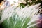 Natural pampas flower grass field. soft and scenery image for background,