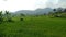 natural panorama in Village, Cikadu  West Bandung in the afternoon with views of rice fields, mountain