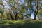 Natural park in the middle of the city with lawns and large trees in Argentina