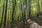 Natural park of Montseny in autumn with a hiker on the road