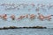Natural Park Nature Wildlife Refuge Reserva Africaine Sigean France Flamingo