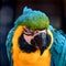 Natural Park Reserve Big Bird Macaw Ara Parrot