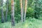 Natural parks of the Moscow region,Beautiful greens ,beautiful trees