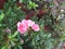 Natural pastel pink biflora flower in all its splendor, covered with drops of morning dew.