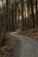 Natural path in autumn forest