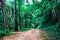 Natural pathway in the forest