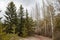 Natural pathway in forest with pine trees and populus in spring