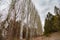 Natural pathway with lots of populus and pine tress in forest