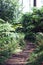 Natural Pathway With Tropical Plants