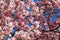 Natural pattern of fresh magnolia flowers on blue sky background