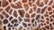 Natural pattern of giraffe fur in detail. giraffe skin, giraffa. It is is an African artiodactyl mammal, wildlife photo in safari