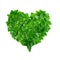 Natural pattern from ivy leaves in heart shape on white background. Nature protection concept