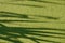 Natural pattern of shadows on green marsh duckweed