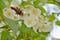 Natural pattern of white flowers on green branch with hornet