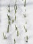 Natural phenomenon.Spring fell snow on green leaves. Garlic leaves peek out from under the snow