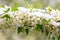 A natural phenomenon. Unexpected spring snowfall and flowering t