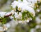 A natural phenomenon. Unexpected spring snowfall and flowering t