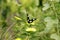 Natural photo: butterfly at the Botanic Garden Vietnam