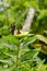 Natural photo: butterfly at the Botanic Garden Vietnam